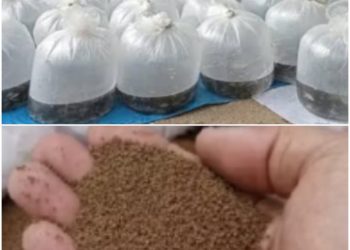 Bantuan Benih dan Pakan Ikan dari Dinas Perikanan Kabupaten Sukabumi diharapkan menggenjot produksi budidaya ikan dan perekonomian