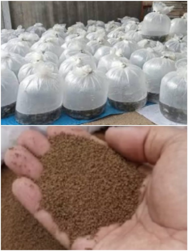 Bantuan Benih dan Pakan Ikan dari Dinas Perikanan Kabupaten Sukabumi diharapkan menggenjot produksi budidaya ikan dan perekonomian