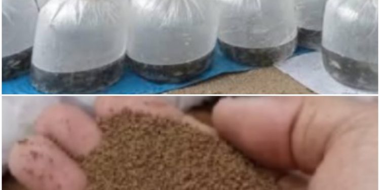 Bantuan Benih dan Pakan Ikan dari Dinas Perikanan Kabupaten Sukabumi diharapkan menggenjot produksi budidaya ikan dan perekonomian