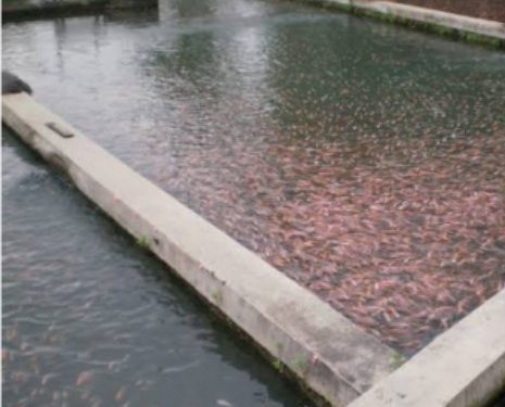 Balai Benih Ikan Talaga, sarana sangat penting dan berperan dalam budidaya ikan