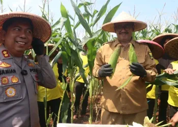 Sukabumi Panen Raya Jagung! Target 2026 Bebas Impor