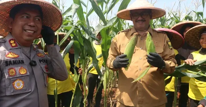 Sukabumi Panen Raya Jagung! Target 2026 Bebas Impor