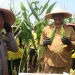 Sukabumi Panen Raya Jagung! Target 2026 Bebas Impor