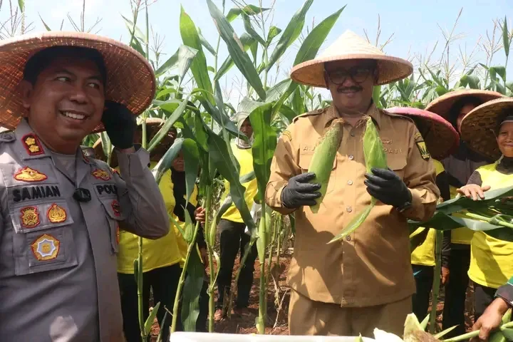 Sukabumi Panen Raya Jagung! Target 2026 Bebas Impor