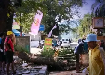 Pohon Tua Berisiko Tumbang, Dinas PU Lakukan Penebangan dan Penggantian