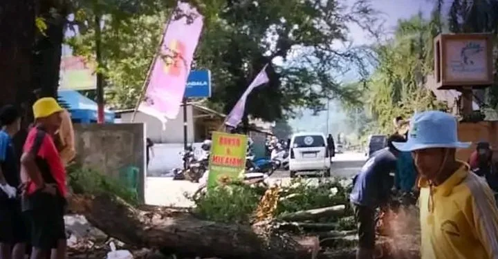 Pohon Tua Berisiko Tumbang, Dinas PU Lakukan Penebangan dan Penggantian