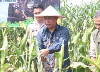 Panen Raya Jagung Serentak Kuartal II 2025 Perkuat Ketahanan Pangan Nasional