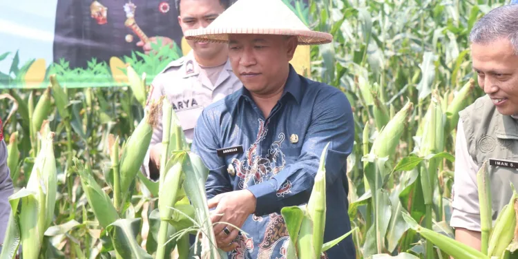Panen Raya Jagung Serentak Kuartal II 2025 Perkuat Ketahanan Pangan Nasional