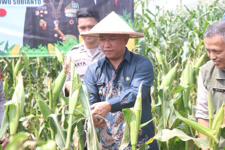 Panen Raya Jagung Serentak Kuartal II 2025 Perkuat Ketahanan Pangan Nasional