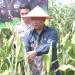 Panen Raya Jagung Serentak Kuartal II 2025 Perkuat Ketahanan Pangan Nasional