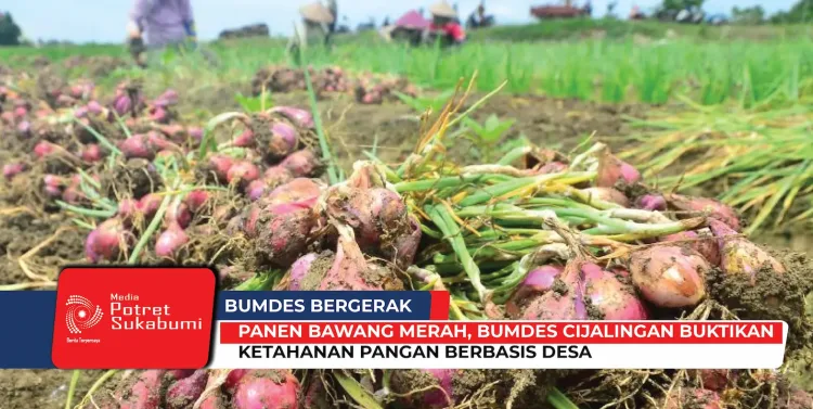 Panen Bawang Merah, BUMDes Cijalingan Buktikan Ketahanan Pangan Berbasis Desa