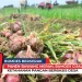 Panen Bawang Merah, BUMDes Cijalingan Buktikan Ketahanan Pangan Berbasis Desa