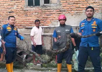 Dinas Pemadam Kebakaran dan Penyelamatan Evakuasi Ular Sanca di Palabuhanratu