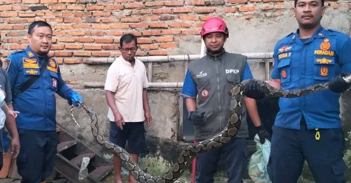 Dinas Pemadam Kebakaran dan Penyelamatan Evakuasi Ular Sanca di Palabuhanratu