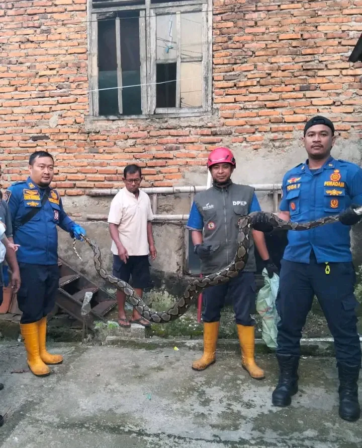 Dinas Pemadam Kebakaran dan Penyelamatan Evakuasi Ular Sanca di Palabuhanratu