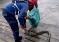 Damkar Sukabumi evakuasi ular sanca di wilayah Cibadak
