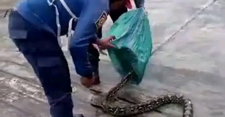 Damkar Sukabumi evakuasi ular sanca di wilayah Cibadak