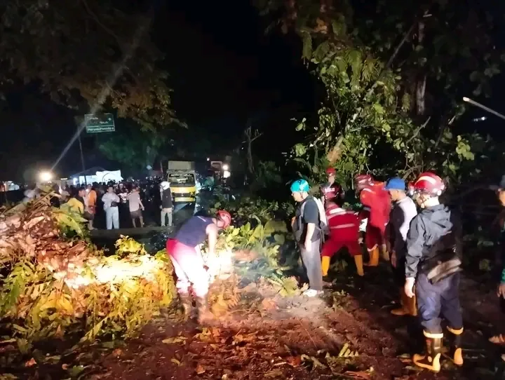 Damkar Sukabumi tangani pohon tumbang Palabuhanratu–Banten