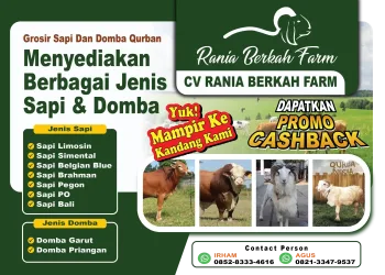 Rania Berkah Farm Sediakan Berbagai Jenis Sapi dan Domba Qurban, Tersedia Promo Cashback
