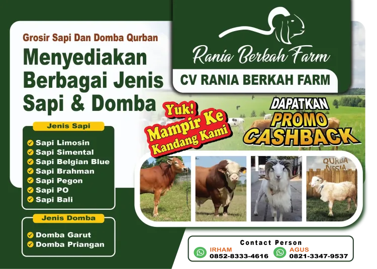 Rania Berkah Farm Sediakan Berbagai Jenis Sapi dan Domba Qurban, Tersedia Promo Cashback