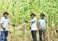 Pengembangan Sorgum Biomassa Dukung Energi Berkelanjutan di Sukabumi