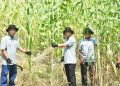 Pengembangan Sorgum Biomassa Dukung Energi Berkelanjutan di Sukabumi