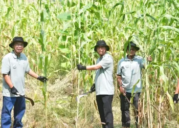 Pengembangan Sorgum Biomassa Dukung Energi Berkelanjutan di Sukabumi