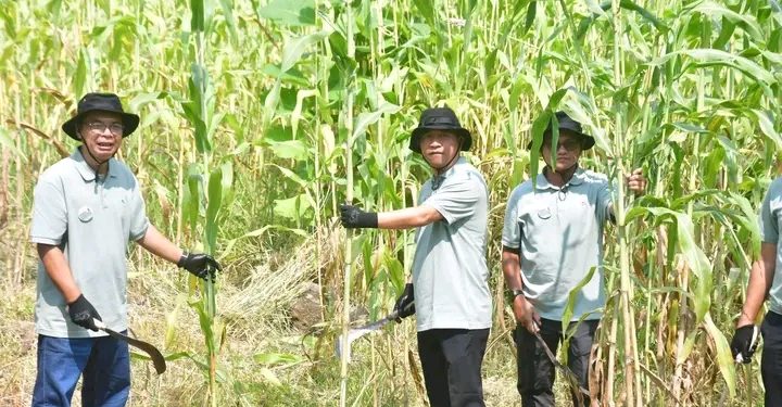 Pengembangan Sorgum Biomassa Dukung Energi Berkelanjutan di Sukabumi