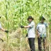 Pengembangan Sorgum Biomassa Dukung Energi Berkelanjutan di Sukabumi