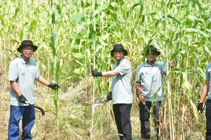 Pengembangan Sorgum Biomassa Dukung Energi Berkelanjutan di Sukabumi