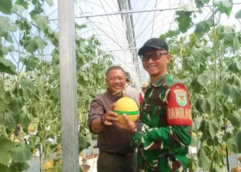 Wisata Petik Melon SAM FARM Greenhouse Diresmikan, Dorong Agrowisata Cisolok