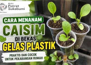 Cara Menanam Caisim di Bekas Gelas Plastik, Praktis dan Cocok untuk Pekarangan Rumah