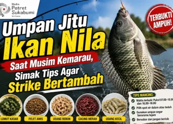 Umpan Jitu Ikan Nila Saat Musim Kemarau, Simak Tips Agar Strike Bertambah