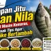 Umpan Jitu Ikan Nila Saat Musim Kemarau, Simak Tips Agar Strike Bertambah