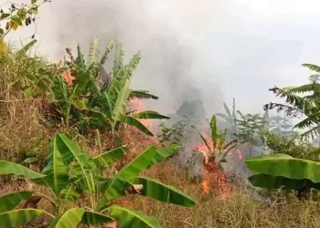 Kebakaran Lahan Dekat Gunung Jayanti, Disdamkarmat Berjibaku di Medan Terjal