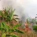 Kebakaran Lahan Dekat Gunung Jayanti, Disdamkarmat Berjibaku di Medan Terjal