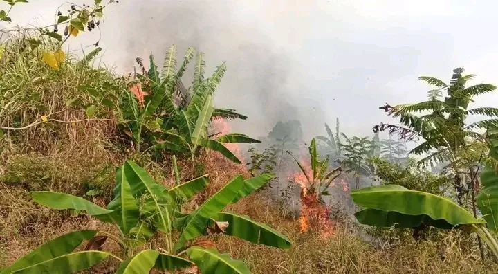 Kebakaran Lahan Dekat Gunung Jayanti, Disdamkarmat Berjibaku di Medan Terjal