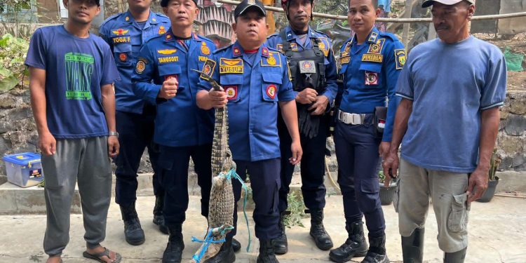 Dinas Damkarmat Kabupaten Sukabumi Evakuasi Buaya dari Rumah Warga di Palabuhanratu