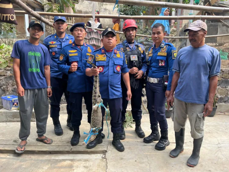 Dinas Damkarmat Kabupaten Sukabumi Evakuasi Buaya dari Rumah Warga di Palabuhanratu